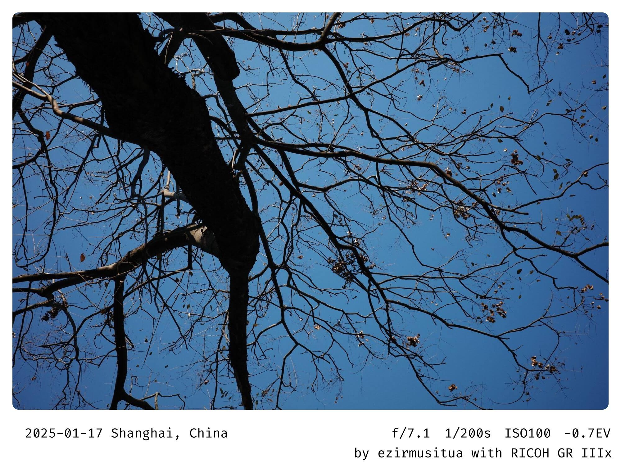 自然（Nature）  树枝（Branches）  蓝天（Blue Sky）  简约（Simplicity）  和平（Peace）  宁静（Serene）  季节变化（Seasonal Change）  自然之美（Beauty of Nature）  清晰（Clarity）  阳光（Sunlight）  枯枝（Bare Branches）  天空（Sky）  自然景观（Natural Landscape）  沉思（Contemplation）  自然背景（Natural Background）  生命力（Vitality）  自然环境（Natural Environment） 自然美（Natural Beauty）