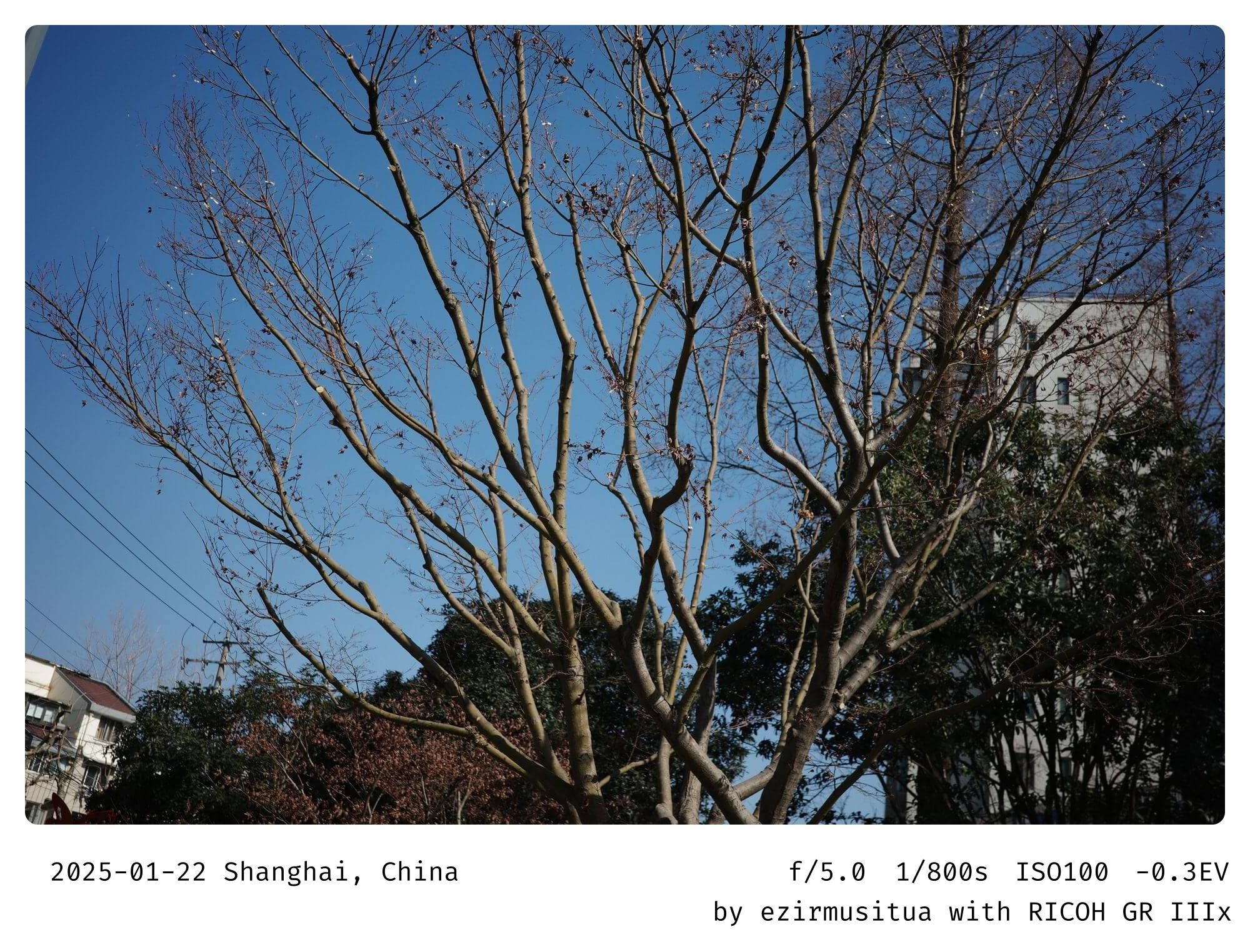 冬季树木（Winter Trees）  裸枝（Bare Branches）  阳光（Sunlight）  建筑物（Buildings）  自然景观（Natural Landscape）  冬季景色（Winter Scenery）  树木剪影（Tree Silhouette）  天空（Sky）  城市风光（Urban View）  清晰天空（Clear Sky）  分支（Branches）  绿化（Greenery）  户外（Outdoors）  季节变化（Seasonal Change）  自然之美（Beauty in Nature）  冬季氛围（Winter Atmosphere）  树木结构（Tree Structure）  自然环境（Natural Environment）  冬季自然（Winter Nature）  树木背景（Tree Background）  城市与自然（City and Nature）