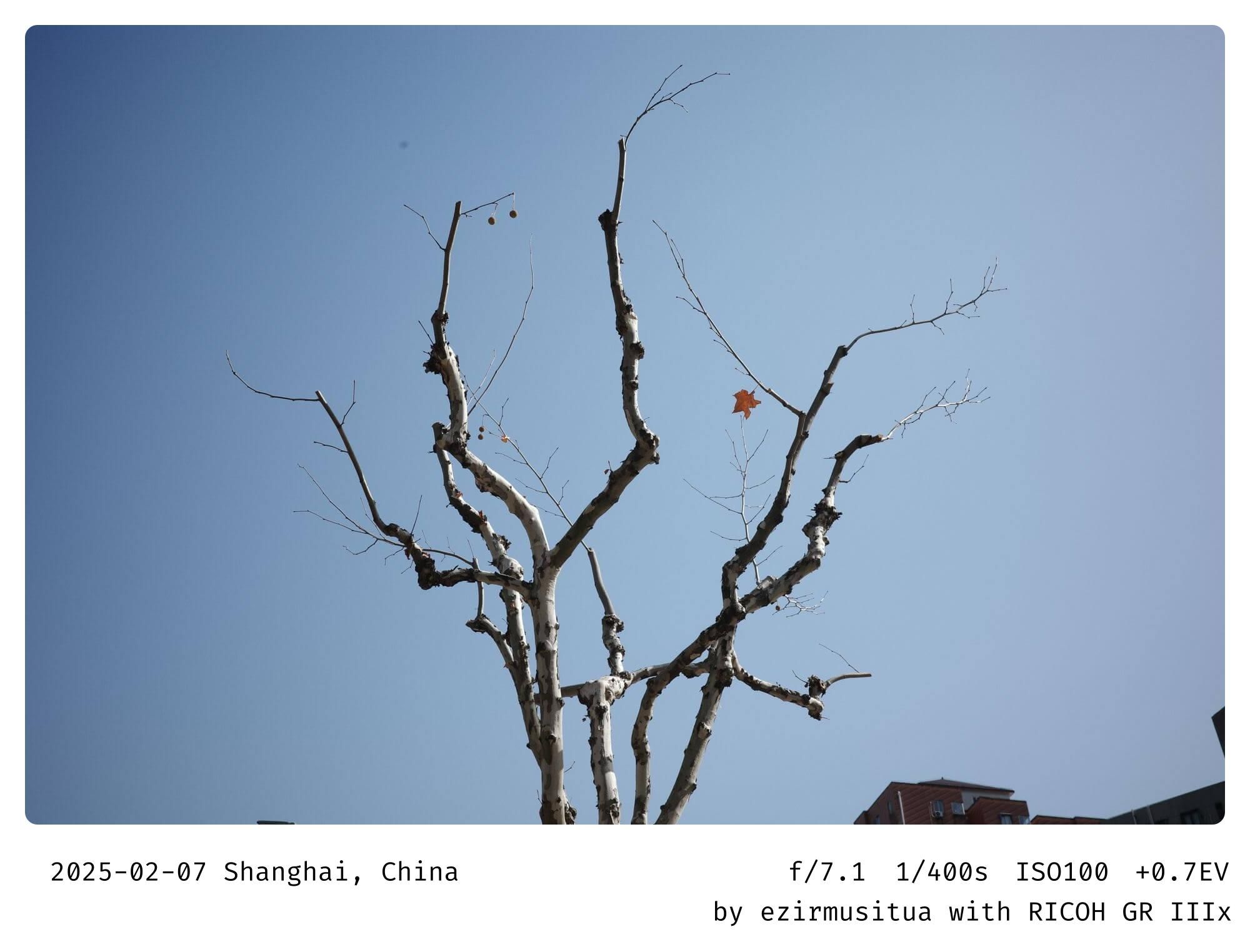 孤独（loneliness）  冬天（winter）  树枝（branches）  蓝天（blue sky）  自然（nature）  枯萎（withered）  孤立（isolated）  简约（minimalism）  清晰（clarity）  静谧（serenity）  和平（peace）  沉思（contemplation）  空旷（emptiness）  简单（simplicity）  寂静（silence）  纯净（purity）  宁静（calmness）  无叶（leafless）  季节（seasons）  天空（sky）  树木（tree）