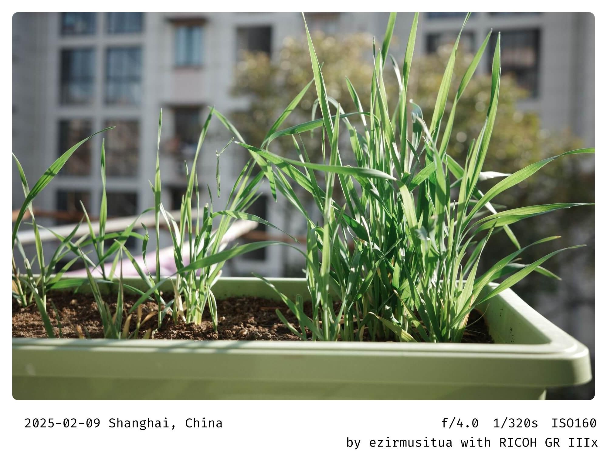 城市园艺（Urban Gardening）  绿色生活（Green Living）  屋顶花园（Roof Garden）  自然美景（Natural Beauty）  城市景观（Cityscape）  生态环境（Eco-Friendly Environment）  室外种植（Outdoor Planting）  和谐氛围（Harmonious Atmosphere）  草本植物（Herbaceous Plants）  都市农业（Urban Agriculture）  绿色空间（Green Space）  植物生长（Plant Growth）  建筑背景（Architectural Background）  自然与城市（Nature and City）  环保意识（Environmental Awareness）  绿色屋顶（Green Roof）  可持续发展（Sustainable Development）  城市绿化（Urban Greening）  生态平衡（Ecological Balance）  自然融合（Nature Integration）  健康生活方式（Healthy Lifestyle）